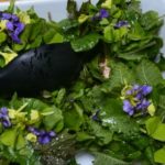 Plænesalat/salat med vilde urter og varmt røget laks