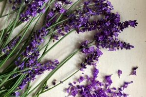 Lavendel – så er det sommer