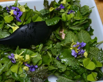 Plænesalat/salat med vilde urter og varmt røget laks
